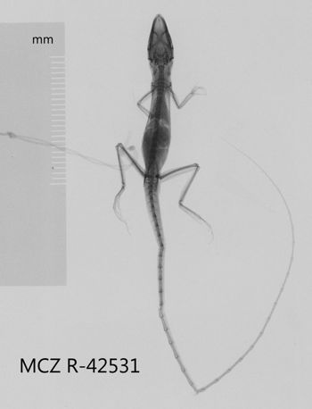 Media type: image;   Herpetology R-42531 Aspect: dorsoventral x-ray